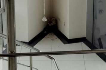 В харьковскую гостиницу забежала раненая лиса (ФОТО)