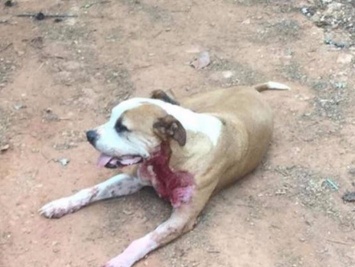 Уличный пес спас женщину от нападавшего с ножом, но кровь все же пролилась