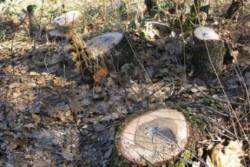 На Сумщине незаконно вырубили более сотни деревьев (ФОТО)
