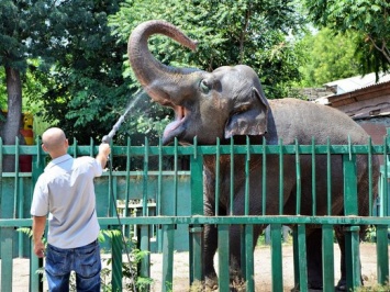 Самая крупная обитательница Одесского зоопарка отпразднует 37-летие
