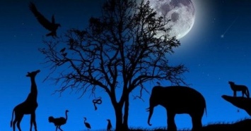 Николаевцев приглашают посмотреть ночную жизнь зоопарка