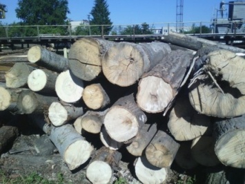 На Волыни СБУ предотвратила незаконный экспорт древесины