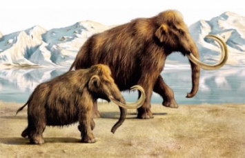 Под Новосибирском обнаружено рекордное кладбище мамонтов