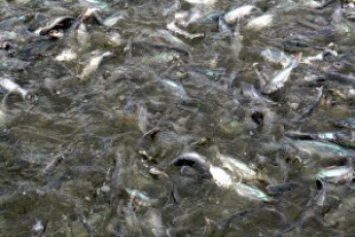 В соцсетях комментируют экологическое бедствие с гибелью рыбы в Молочном лимане