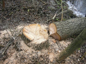 Горвласти хотят увеличить размеры штрафов за уничтожение деревьев