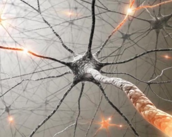 Ученые: Нейроны вместе запоминают пройденное расстояние