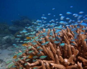 Ученые: Коралловые рыбы испытывают стресс при отделении друг от друга