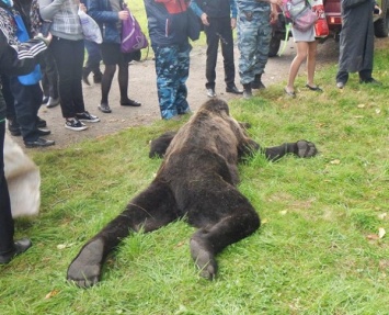 В Амурской области медведя застрелили на территории школы