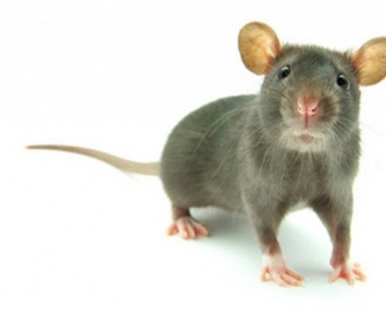 С помощью мышей ученые выяснили, как мозг распознает специфические запахи