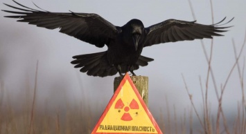Ученые заявили о высокой вероятности повторения чернобыльской катастрофы