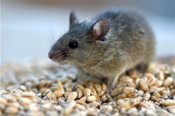 Ученые с помощью мышей установили, как мозг распознает специфические запахи