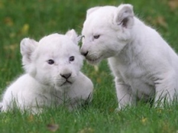 Четверо белых львов и трое белых тигров родились в зоопарке в Польше