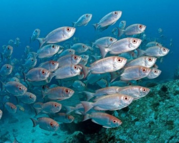 Ученые: Рыбы умеют петь «хором»