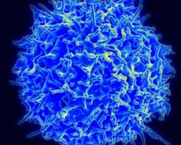 Ученые раскрыли основное требование для функции регуляторных Т-клеток