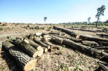 Власть игнорирует уничтожение тысячи гектаров леса в Одесской области (фото)