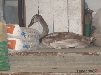 Кременчужане вылечили раненого дикого лебедя (фото)