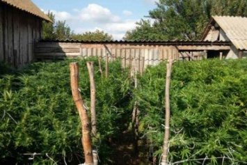 Альтернативный агросектор: на Херсонщине пенсионер растил плантации марихуаны