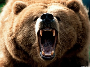 В горах Сочи медведь ударил туристку по спине