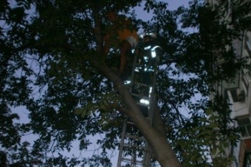 4 спасателя снимали мариупольца с дерева (ФОТО)