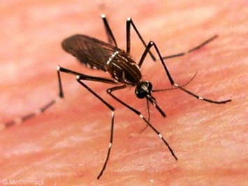 Найден белок, который предотвращает распространение вируса денге
