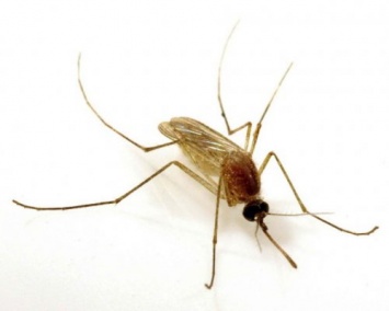 Ученые: Комары-пискуны не являются переносчиками вируса Зика