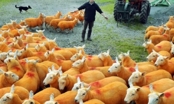 Британский фермер покрасил 800 овец в оранжевый цвет