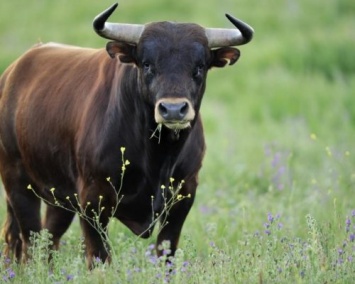 В Хакасии мужчине на голову упал мертвый бык