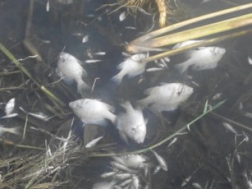 На Николаевщине - массовый мор рыбы: погибло более полумиллиона экземпляров