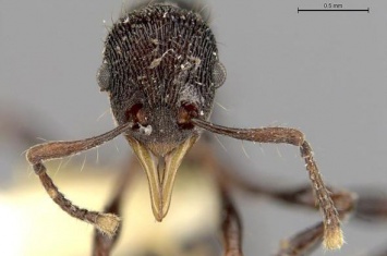 Биологи обнаружили абсолютно новый вид муравьев с челюстями-щипцами