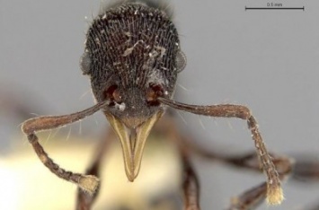 Новый вид муравьев ученые нашли в желудке эквадорской лягушки