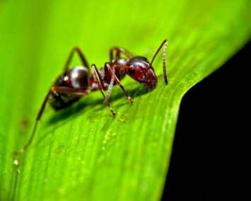 Ученые обнаружили в желудке лягушки новый вид муравьев с челюстями-щипцами