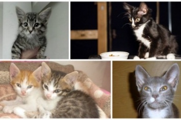 Их выбросили на улицу: 5 котят, которые ищут свой дом в Запорожье (ФОТО)