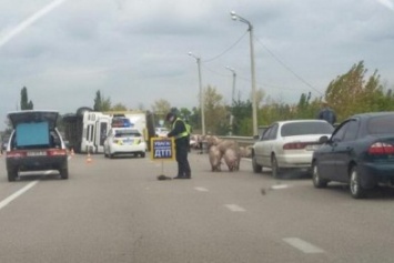 Под Харьковом перевернулась фура с животными: полиция ловит сбежавших свиней (ФОТО)