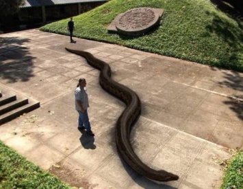 Змея чудовищных размеров обнаружена в Бразилии