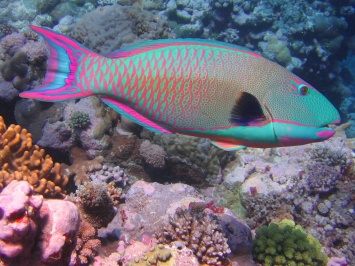 Экологи: Рыбаки уничтожают коралловые рифы, истребляя рыб-попугаев
