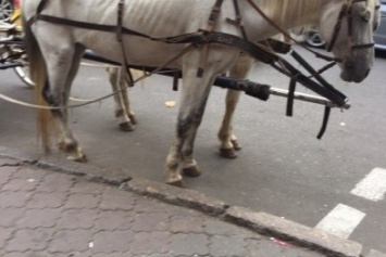 В центре Одессы снова заметили измученных голодом лошадей (ФОТО)