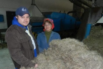 В Семеновском районе уже собрали весь лен с полей и даже изготовили первые тонны льноволокна из нового урожая