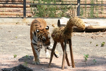 В Одесском зоопарке родились редкие тигрята