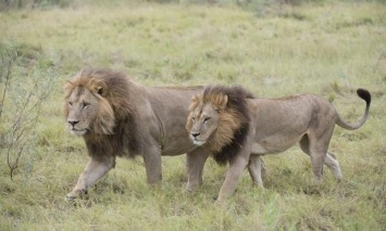 В Ботсване обнаружили пять львиц-"лесбиянок"