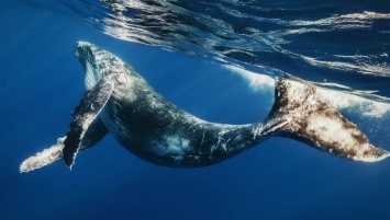 Стэнфордским ученым удалось закрепить камеру на спине кита