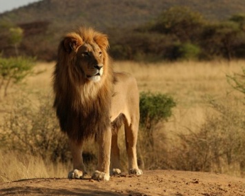 В Ботсване найдены львицы-лесбиянки, ставшие самцами