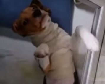 Ученые показали видео с собакой, которой пересадили голову