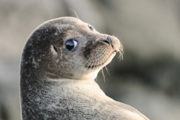 На Сахалине туристы сфотографировали браконьеров, издевающихся над тюленями