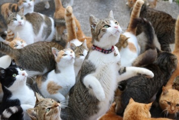 Японские кошки установили рекорд продолжительности жизни