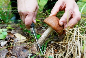 Грибной сезон в Каменском: как не отравиться грибами