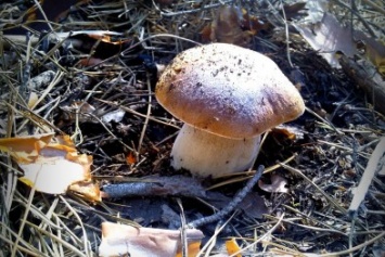 Сезон грибной охоты в Славянске и районе открыт (фото)