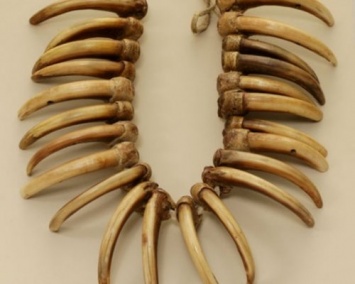 Ученые: Неандертальцы предпочитали украшения из зубов и панцирей животных