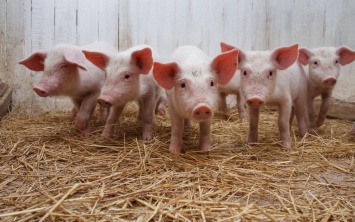Молдавия временно запретила ввоз свинины из Украины