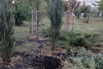 В северодонецком парке украли дерево