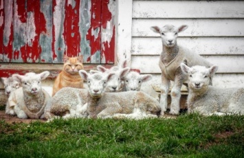 В Новой Зеландии кот возомнил себя овцой и стал главным бараном стада